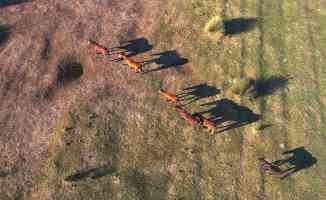 Kızılırmak Deltası&#039;ndaki yılkı atları fotoğraf tutkunlarının gözdesi oldu