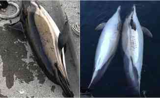 İstanbul Boğazı&#039;nda 3 yunusun ölü bulunmasının nedeni balık ağları