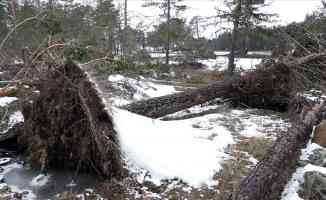 Bolu&#039;da fırtına nedeniyle onlarca çam ağacı devrildi