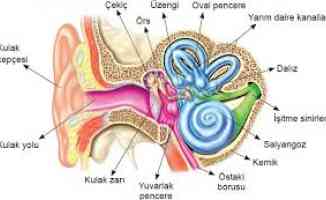 İşitme implantları engelliliği ortadan kaldırıyor