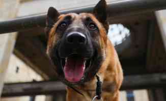 Tayland’da &#039;dedektör köpekler&#039; Kovid-19&#039;la mücadele kapsamında göreve başladı