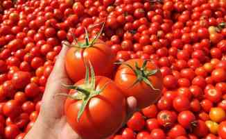 Rusya, Türkiye&#039;den domates ithalatı kotasını 300 bin tona çıkardı