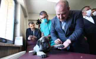 Bakan Varank, Sivas kangal köpeğinin ırkını koruyacak merkezin açılışını yaptı