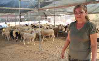 Kurban pazarının 'Hanım ağası' doğal beslediği hayvanlarına alıcı bekliyor