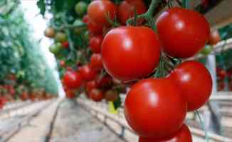 Türkiye&#039;nin domates ihracatı yılın ilk yarısında yüzde 12 arttı