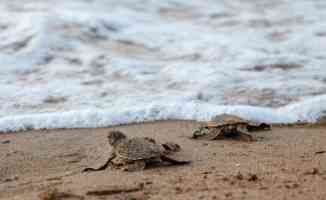 KKTC&#039;de caretta caretta ve yeşil kaplumbağa yavruları denizle buluştu