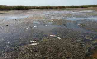 Beyşehir Gölü kenarındaki sulak alan kurudu, yüzlerce balık telef oldu