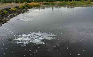 Kuraklıktan etkilenen Ulaş Gölü&#039;nde balık ölümlerini önlemek için çalışma başlatıldı