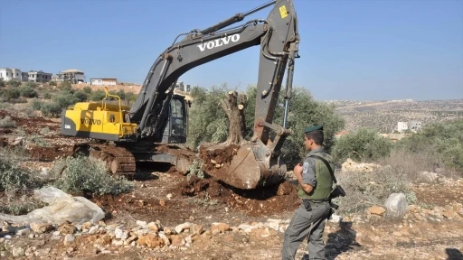 2024 yılında Batı Şeria’da 59 bin zeytin ağacını söküldü