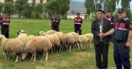 21 koyunu çalarak 11 bin TL'ye sattılar