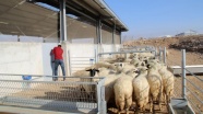 '300 koyun projesi'nde başvuru süresi doluyor