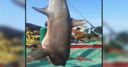 6 metrelik dev köpek balığı, balıkçıların ağına takıldı