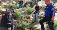 7 gündür dağda mahsur kalan çoban köpeği Pulsar kurtarıldı