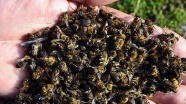 ABD de milyonlarca bal arısı telef oldu