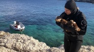 Adada yaşayan engelli oğlak, dalgıçların çabasıyla tedavi altına alındı