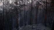 Adana'daki orman yangınında zarar gören alan ağaçlandırılacak