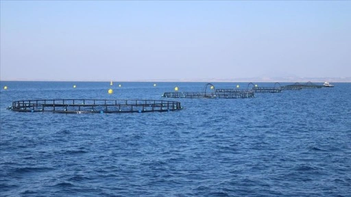 Adana'nın su ürünleri potansiyeli kafes balıkçılığıyla artacak