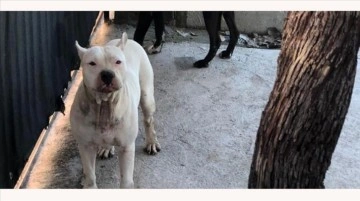 Adana'da pitbull cinsi köpeğin saldırısına uğrayan kız çocuğu yaralandı