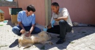 Adıyaman'da 3 ayda 707 sokak hayvanı tedavi edildi