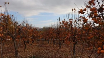 Adıyaman'da "cennet hurması"ndan 7-8 bin ton rekolte bekleniyor