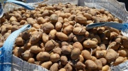 Afyonkarahisar&#039;da patates veriminde artış bekleniyor