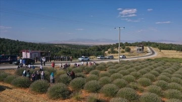 Afyonkarahisar'da lavanta bahçelerinde hasat başladı