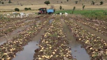 Afyonkarahisar'da sağanak bazı tarım arazilerine zarar verdi