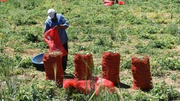 Afyonkarahisar'ın 'balon' bezelyesinde rekolte yükseldi