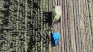 Ağrı'da çiftçiler devlet destekli silajlık mısırın hasadına başladı