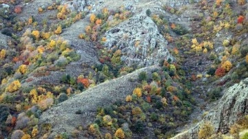Ağrı dağlarındaki ağaçlar sonbahar renklerine büründü