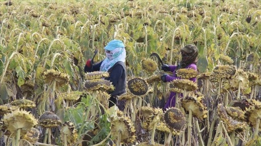 Ağrı Ovası'nda yetiştirilen çerezlik ayçiçeğinin hasadı devam ediyor