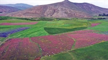 Ağrı'da rengarenk çiçeklerle kaplanan tarlalar ve dağlar dronla görüntülendi