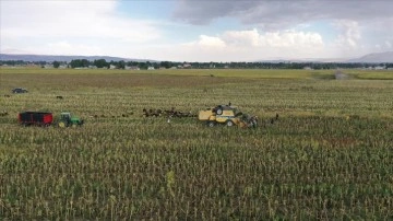 Ağrı'nın ayçiçeği tarlalarında hasat zamanı