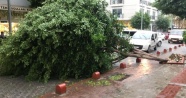 Alanya’da fırtınada ağaçlar devrildi, çatılar uçtu