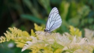 Alıç kelebekleri Ovacık&#039;a renk katıyor
