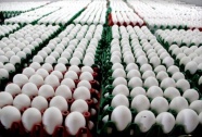 Almanya'da 'böcek ilaçlı yumurta üreticilerine soruşturma başlatıldı