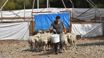 Almanya'dan kesin dönüş yapan gurbetçi, et verimi yüksek yeni koyun ırkı geliştirdi