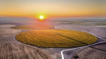 Altınova'nın "köşesiz" tarlaları sarıya büründü