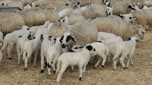 Amasya'da süt kuzularının anneleriyle buluşma anı güzel görüntüler oluşturdu