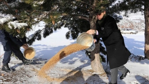 Amasya'da yaban hayvanları için doğaya yem bırakıldı