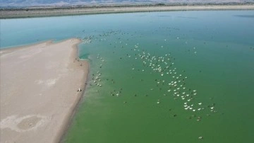 Amasya'daki Yedikır Baraj Gölü 170 kuş türüne ev sahipliği yapıyor