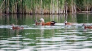 Angıt kuşları Ağrı Dağı Milli Parkı&#039;na da sadık kaldı