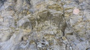 Ani'nin sarp kayalıkları kırlangıçlara yuva oldu