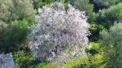 Antalya'da badem ağaçları erken çiçek açtı