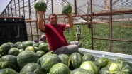 Antalya'da karpuz hasadı 'gecikmeli' başladı