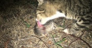 Antalya'da vahşet: 20 kedi katledildi