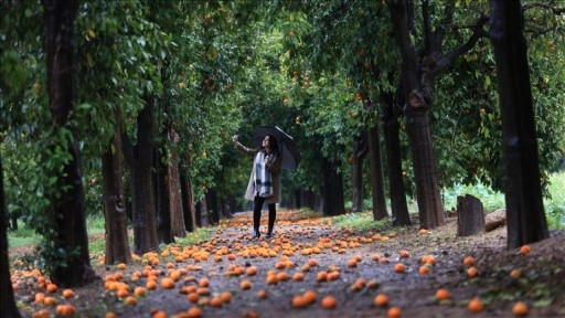 Antalya'daki 'turunç yolu' fotoğrafçıların uğrak adresi oldu