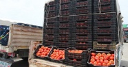 Antalya Hal’inde domates 1 liraya kadar düştü