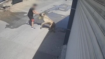 Antalya'da sahipsiz köpeğin elini ısırdığı çocuk yaralandı