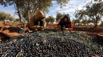 Antep fıstığı hasadını tamamlayan çiftçiler zeytin mesaisinde